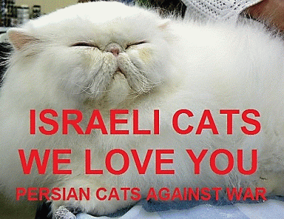 Israel cat