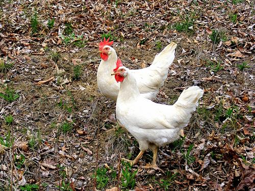 The Best Little Chicken Sanctuary in Texas