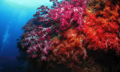Soft coral off the coast of Jeju, which will likely be destroyed if the naval base goes forward (Photo by indepedent environmental assessment team).
