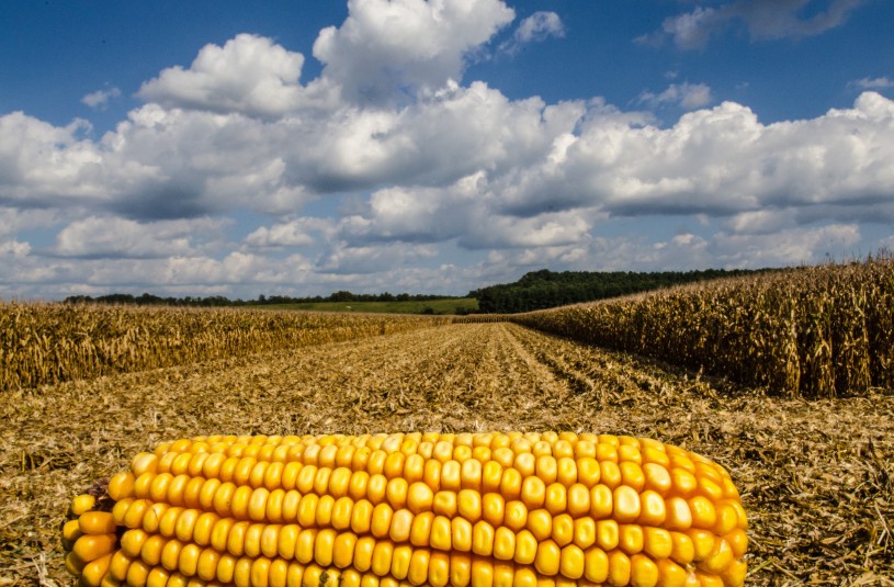 Corn cob in a corn field