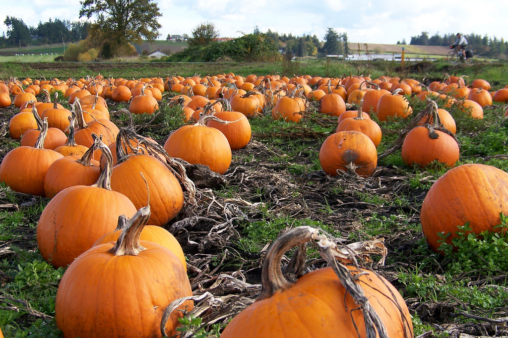 The Great Pumpkin Shortage Is Coming