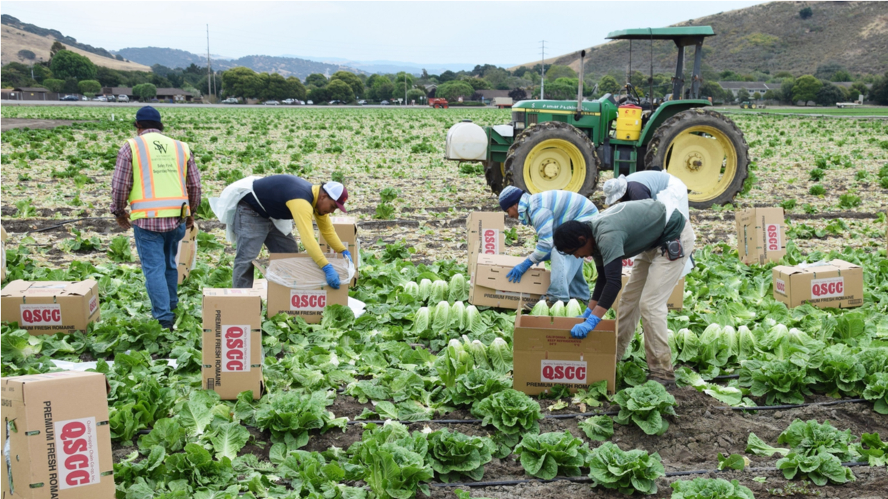 Farm workers in Salinas California
