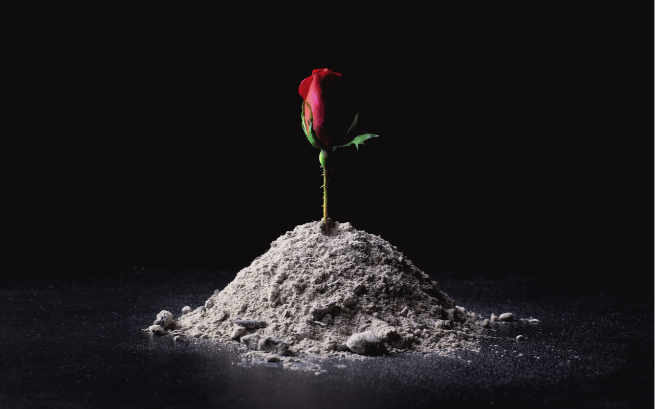 rose rising from ashes - letter to the next president