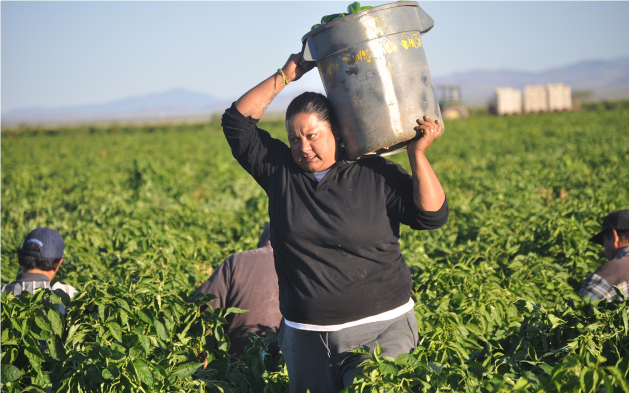 A female farmworker carrying a bucket filled with green chile