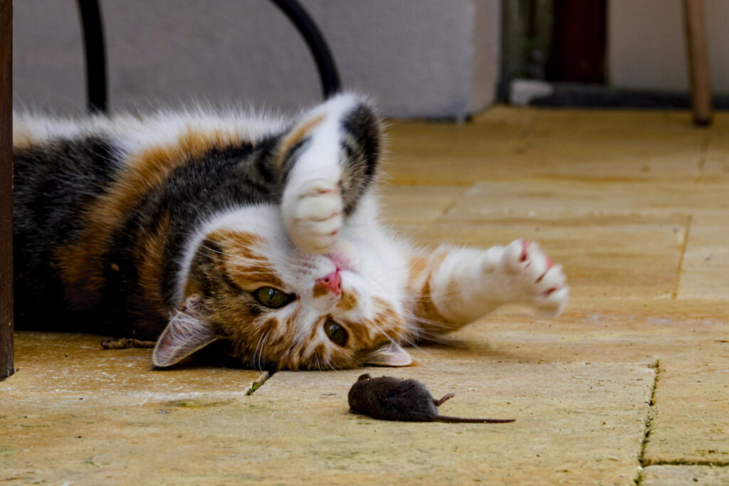 a cat playing with a mouse